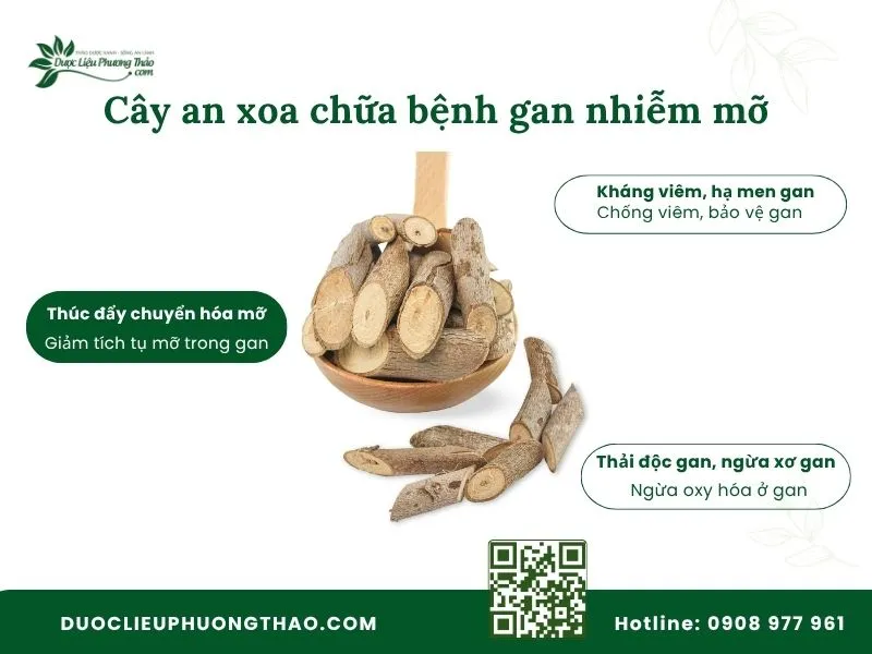 Công dụng của cây an xoa chữa bệnh gan nhiễm mỡ