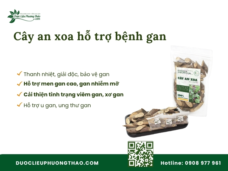 Công dụng của cây an xoa hỗ trợ bệnh gan