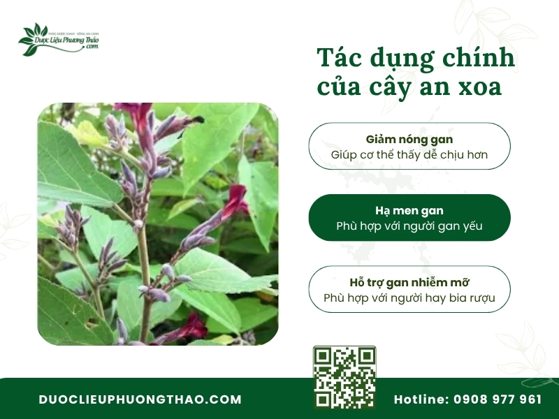 Tác dụng chính của cây an xoa đối với cơ thể