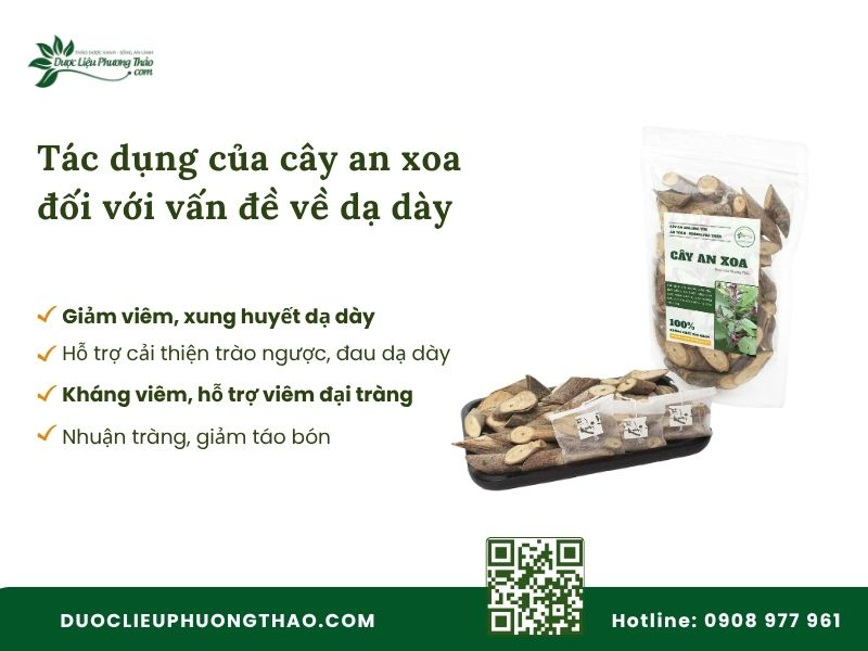 Công dụng của cây an xoa đối với các bệnh dạ dày
