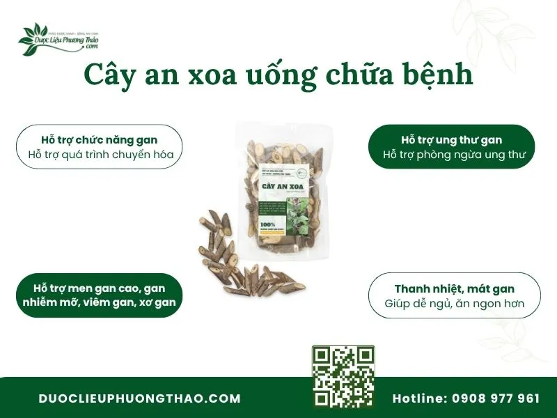 Cây an xoa uống chữa bệnh gì