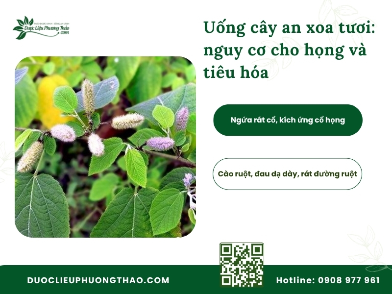 Cây an xoa uống tươi được không? Nên dùng tươi hay phơi khô? Dùng cây an xoa tươi dễ gây ngứa họng, cào ruột và kích ứng dạ dày.