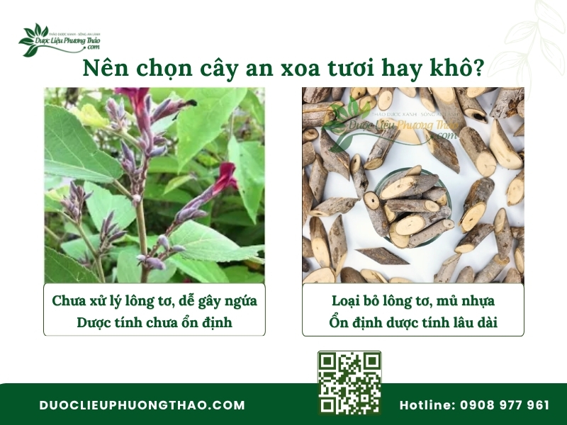 Nên chọn cây an xoa tươi hay khô để sử dụng an toàn