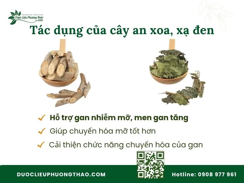 Tác dụng hỗ trợ bệnh gan của cây an xoa xạ đen