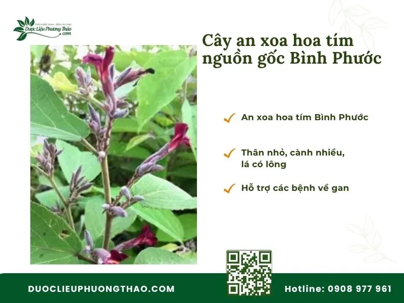 Cây an xoa hoa tím Bình Phước