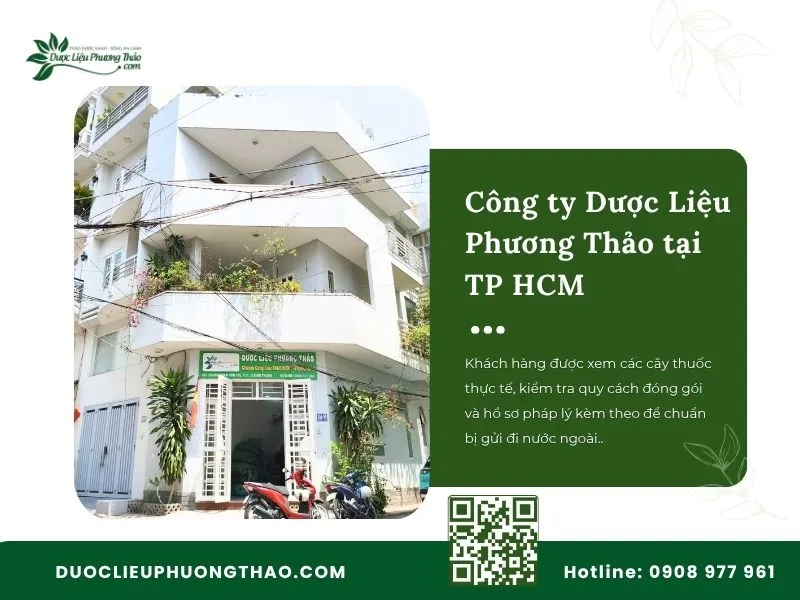Địa chỉ bán cây an xoa ở đâu TPHCM uy tín, có hàng sẵn và giao tận nhà? Công ty Dược Liệu Phương Thảo tại TP.HCM