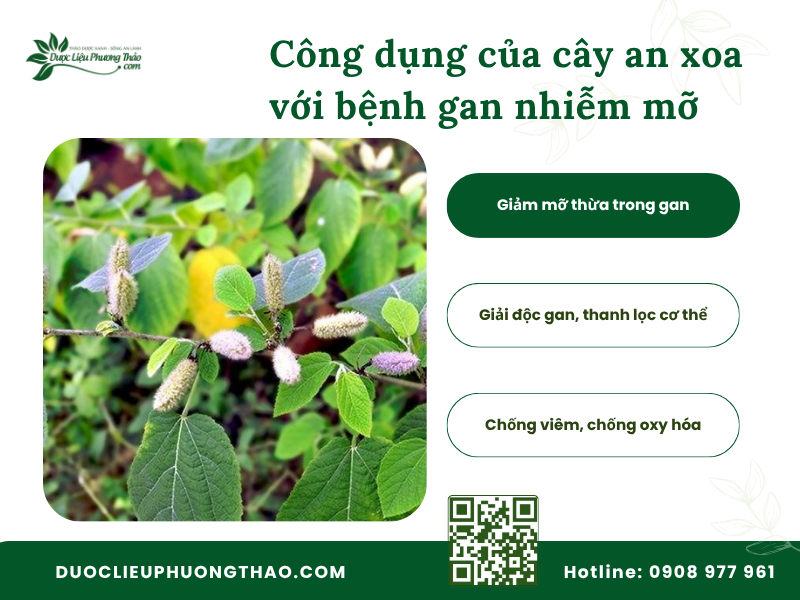 Công dụng của cây an xoa đối với bệnh gan nhiễm mỡ