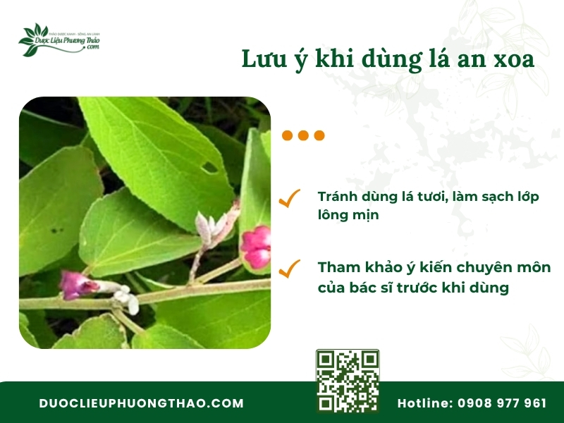 Những lưu ý quan trọng khi dùng lá cây an xoa để sắc nước uống