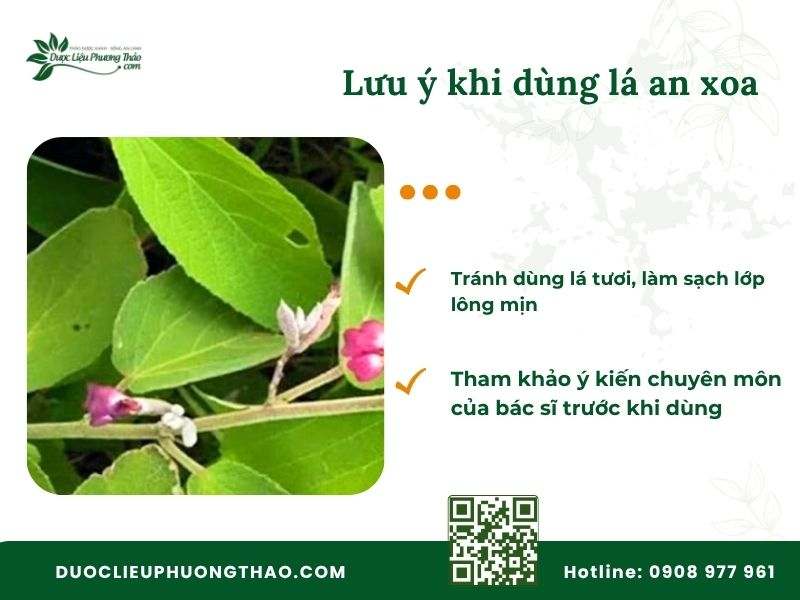 Lưu ý khi dùng lá an xoa để uống