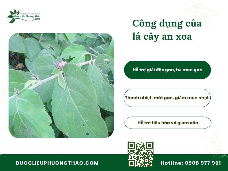 Lá an xoa có uống được không
