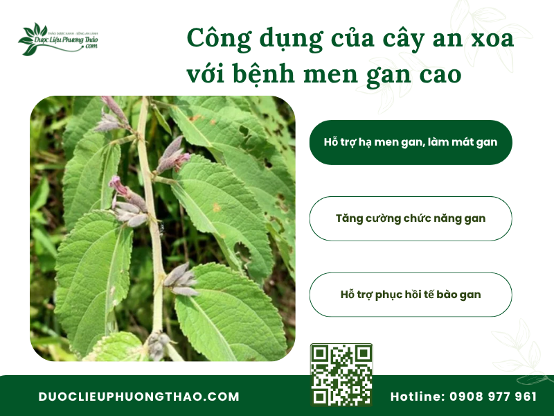 Cây an xoa hỗ trợ hạ men gan và bảo vệ tế bào gan