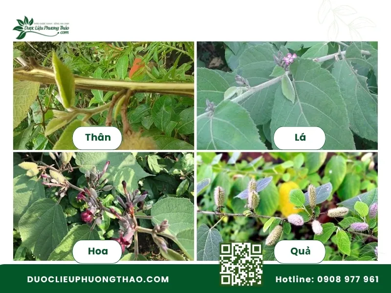 Cây an xoa hoa tím là gì? 5 đặc điểm nhận biết và cách dùng Đặc điểm nhận dạng cây an xoa qua 4 bộ phận