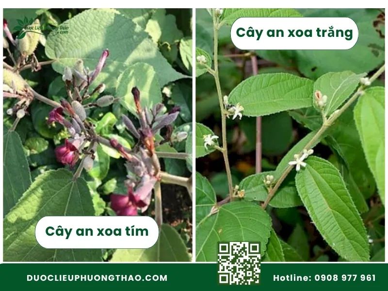 Cây an xoa hoa tím là gì? 5 đặc điểm nhận biết và cách dùng Cách nhận biết cây an xoa tím và trắng