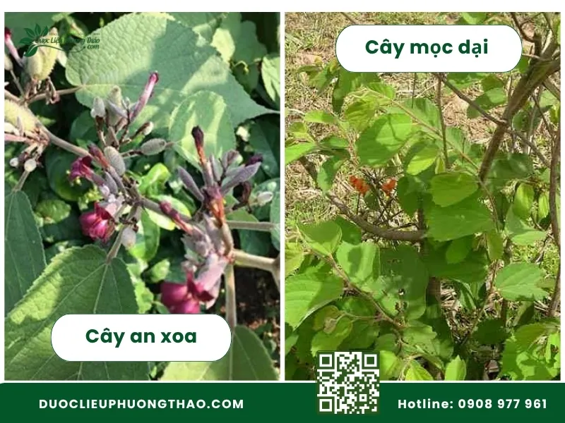 Nhận dạng cây an xoa: 5 đặc điểm giúp phân biệt đúng cây Nhận dạng cây an xoa
