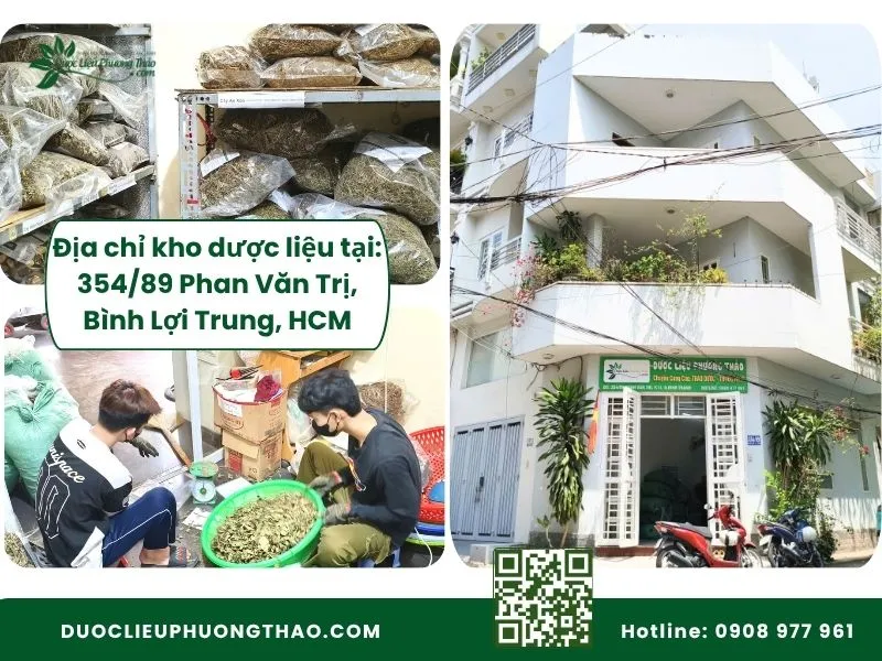 Nơi bán cây an xoa uy tín tại Hồ Chí Minh giao hỏa tốc 2 giờ Kho hàng Dược Liệu Phương Thảo tại Bình Lợi Trung TP.HCM