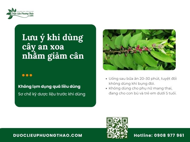 Lưu ý khi dùng cây an xoa nhằm giảm cân