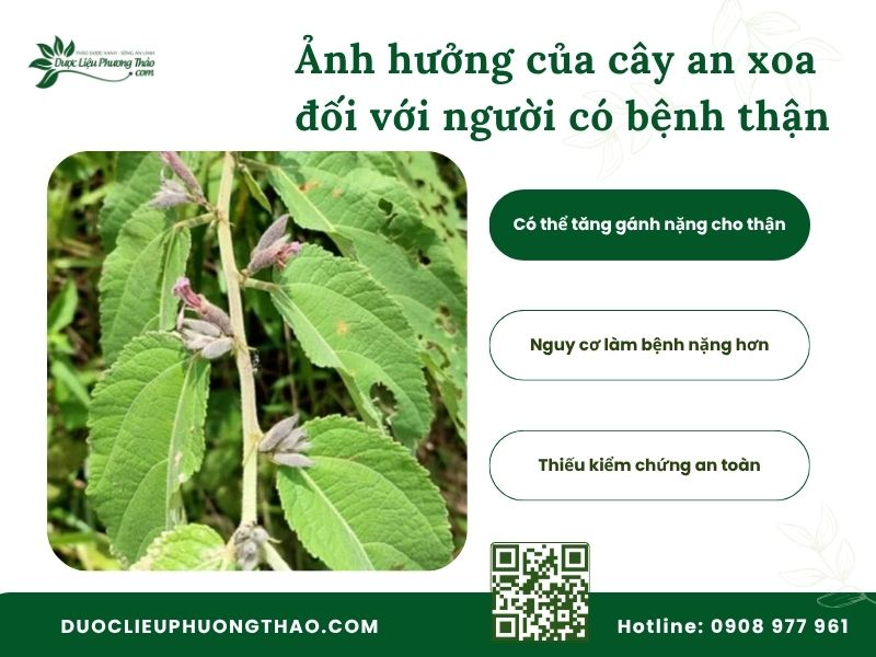 Uống cây an xoa có hại thận không