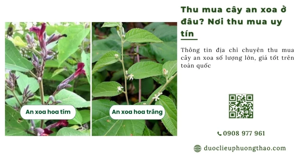 Thu mua cây an xoa ở đâu? Điều kiện và cách tìm đầu ra ổn định