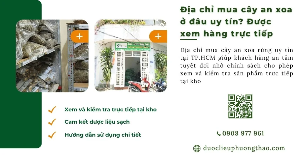 Địa chỉ mua cây an xoa ở đâu uy tín, có thể đến xem hàng trực tiếp?