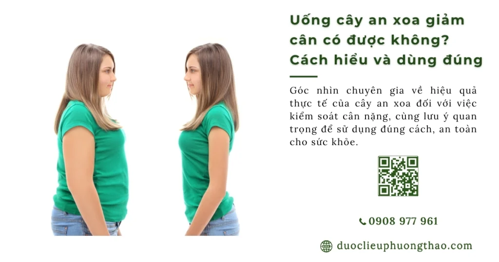 Uống cây an xoa có giảm cân không như lời đồn thổi trên mạng?