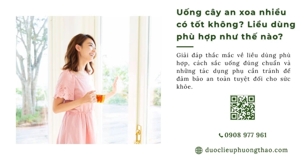 Uống cây an xoa nhiều có tốt không? 3 sai lầm nguy hiểm cần tránh ngay
