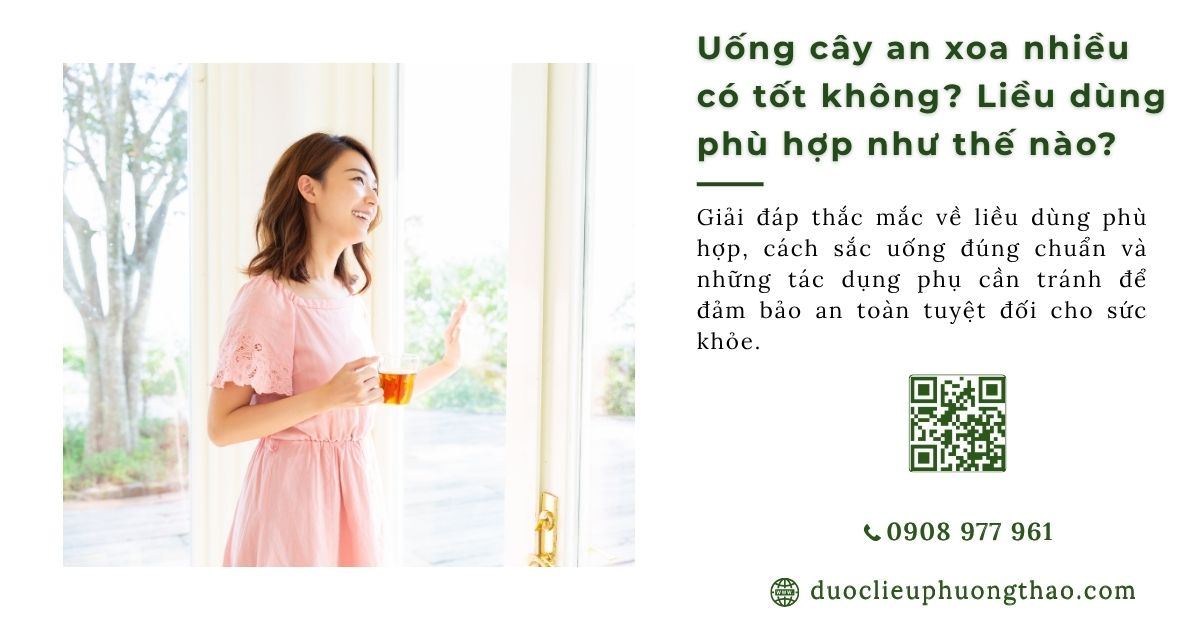 uống cây an xoa nhiều có tốt không