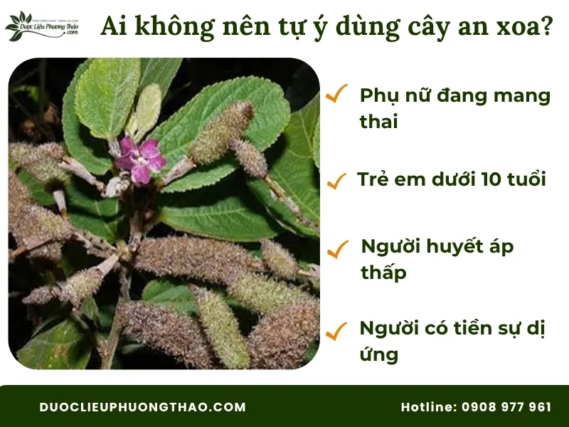 Đối tượng không nên tự ý sử dụng cây an xoa hoa tím