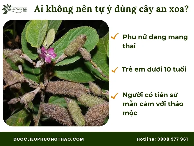 Ai không nên tự ý dùng cây an xoa