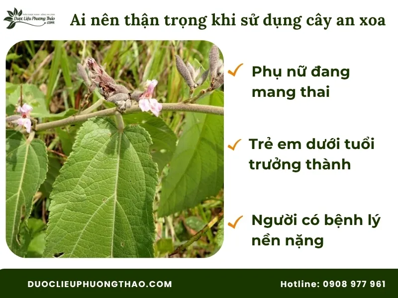 Cây an xoa nấu nước uống có tác dụng gì? 4 Sự thật bất ngờ từ khoa học và dân gian Những người không nên sử dụng nước sắc cây an xoa