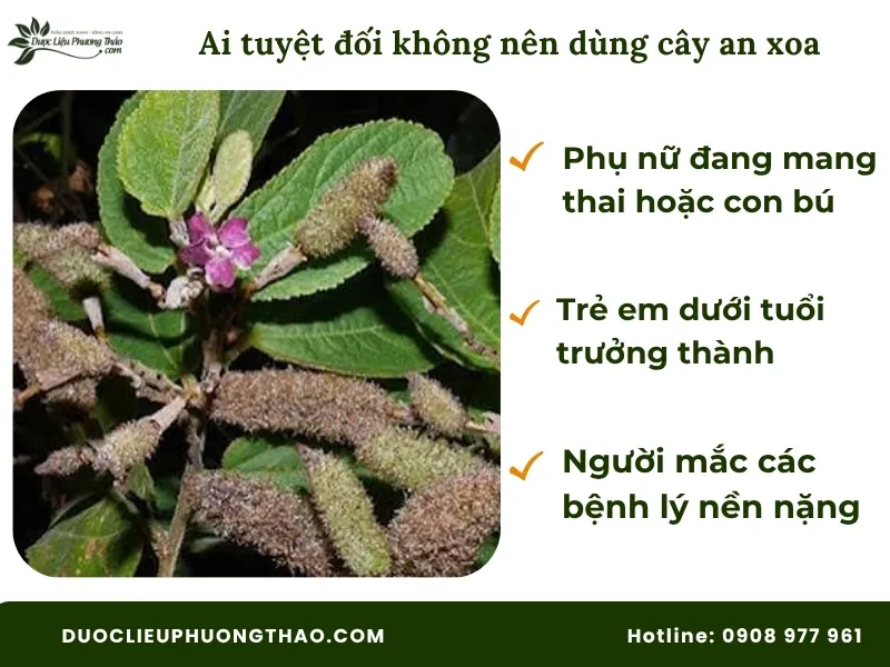 Uống cây an xoa có tác dụng gì? Góc nhìn từ dân gian đến khoa học hiện đại Những người không nên dùng cây an xoa