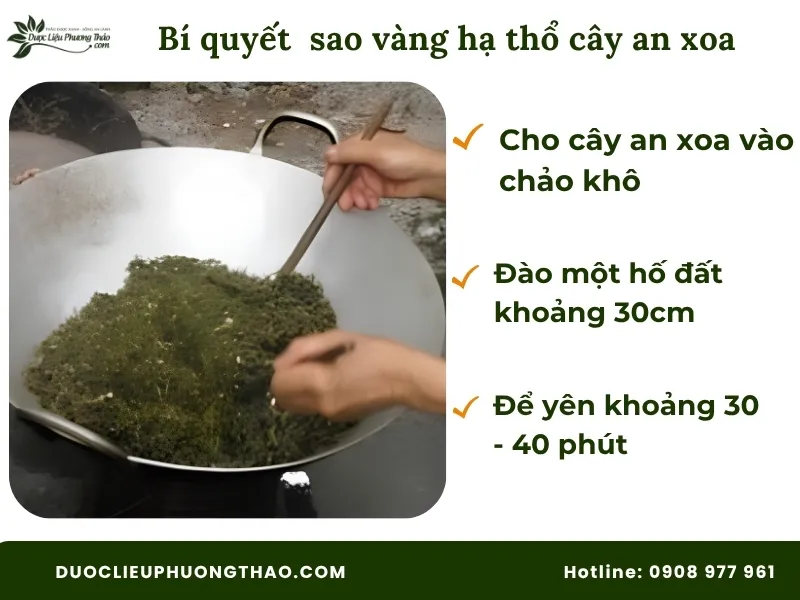 4 Tác dụng của cây an xoa và cách dùng chuẩn xác, an toàn tại nhà Bí quyết sao vàng hạ thổ cây an xoa