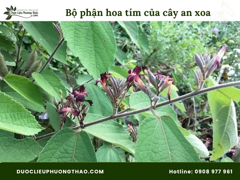 Hình ảnh bổ phận hoa tím của cây an xoa