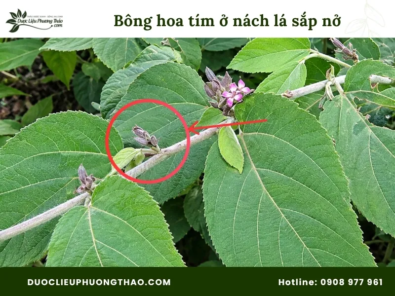 Tổng hợp 13 hình ảnh cây an xoa tươi sắc nét, chuẩn xác từng bộ phận Hình ảnh bông của cây an xoa ở nách lá sắp nở