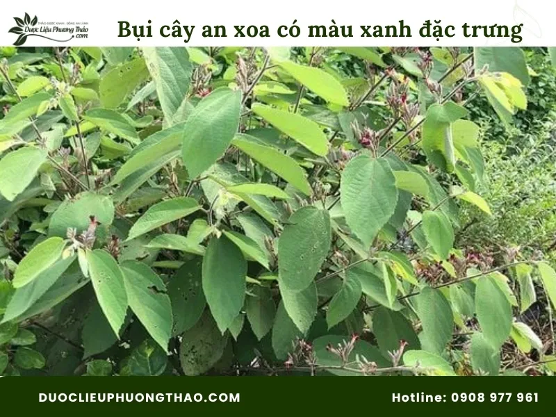 Tổng hợp 18 hình ảnh cây an xoa: Từ cây tươi, hoa tím đến cây khô dễ nhận biết Hình ảnh bụi cây an xoa có màu xanh đặc trưng