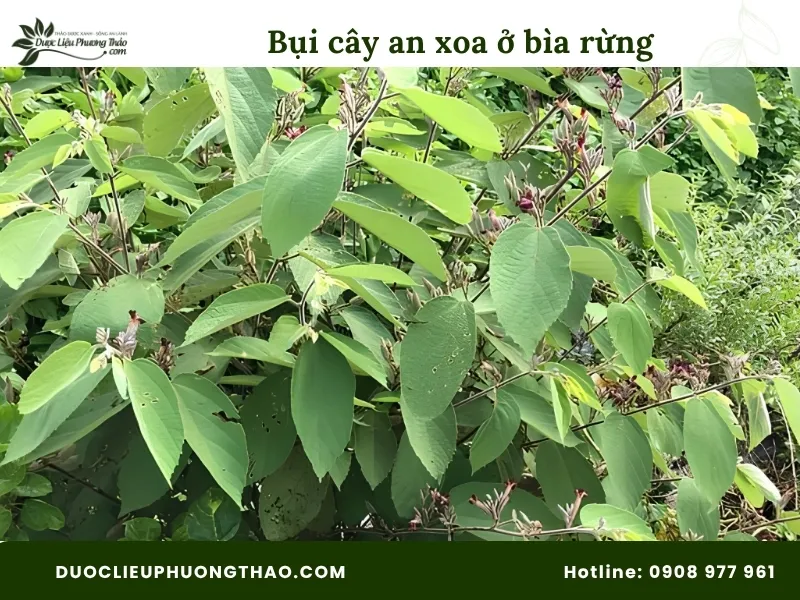 Tổng hợp 13 hình ảnh cây an xoa tươi sắc nét, chuẩn xác từng bộ phận Hình ảnh bụi cây an xoa tươi ở bìa rừng