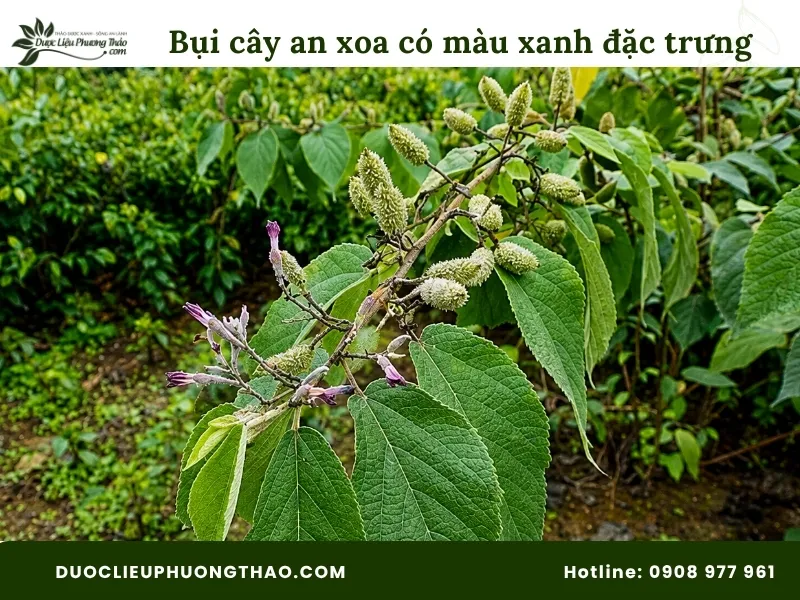 Hình ảnh chùm hoa cây an xoa hoa tím 