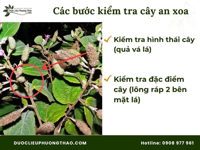 Các bước kiểm tra cây an xoa để tránh mua nhầm