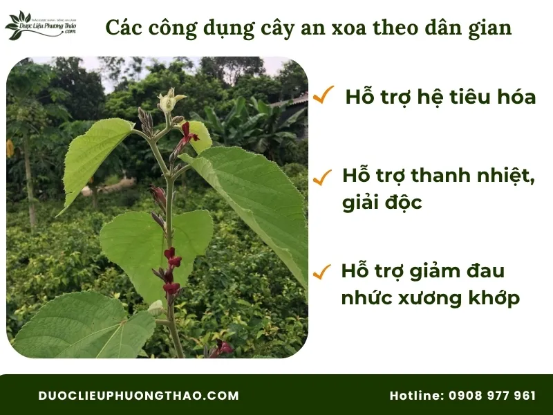 Cây an xoa nấu nước uống có tác dụng gì? 4 Sự thật bất ngờ từ khoa học và dân gian Cây an xoa nấu nước uống có tác dụng gì theo dân gian