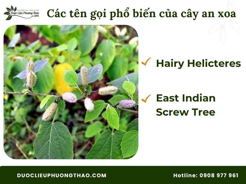 Các tên gọi tiếng anh phổ biến của cây an xoa