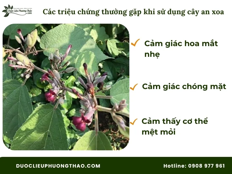 Những biểu hiện lại khi uống cây an xoa có tác dụng phụ không