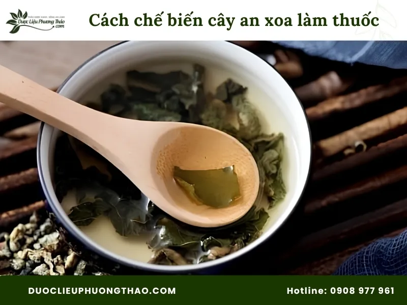 Cách chế biến cây an xoa làm thuốc chuẩn Đông y, an toàn tại nhà chi tiết từ A-Z