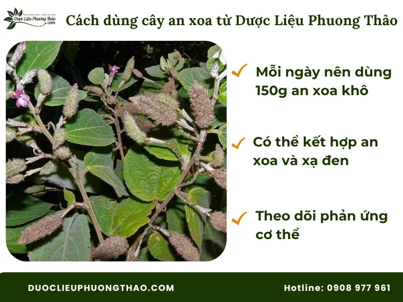 Cách dùng cây an xoa hoa tím từ Dược Liệu Phương Thảo
