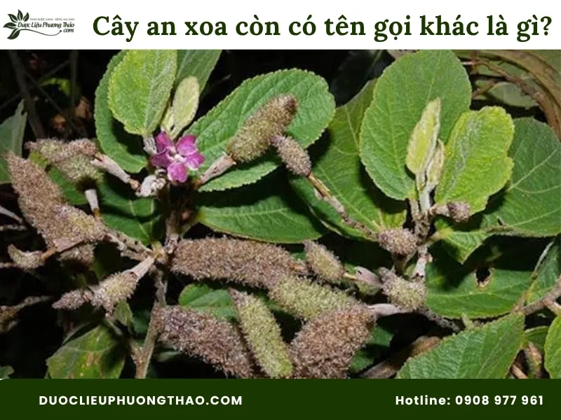 Cây an xoa còn có tên gọi khác là gì? Giải mã chi tiết từ A – Z