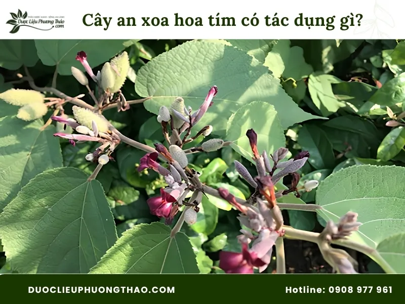 Cây an xoa hoa tím có tác dụng gì