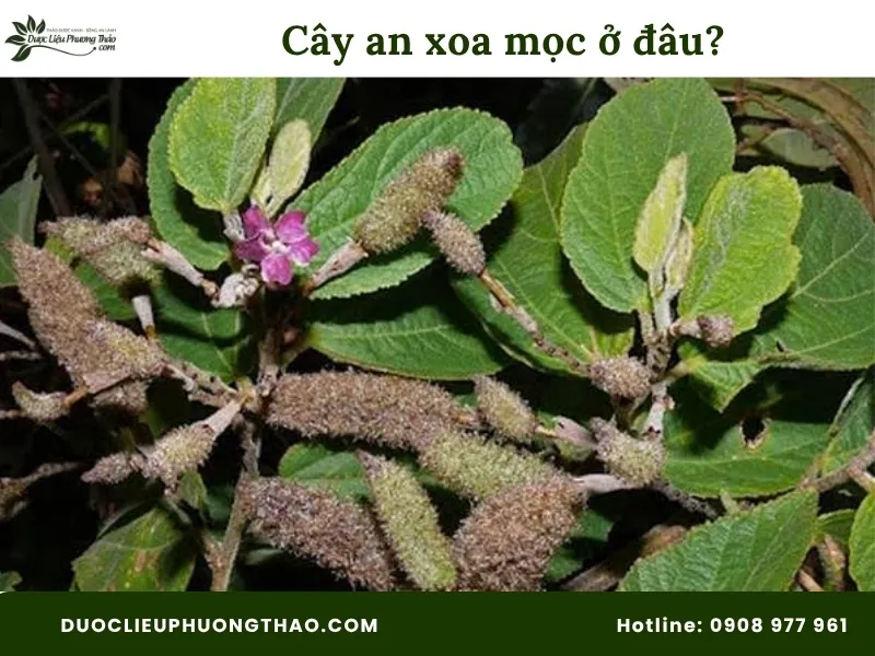 Cây an xoa mọc ở đâu? 4 vùng phân bố và đặc điểm sinh trưởng tốt cho cây