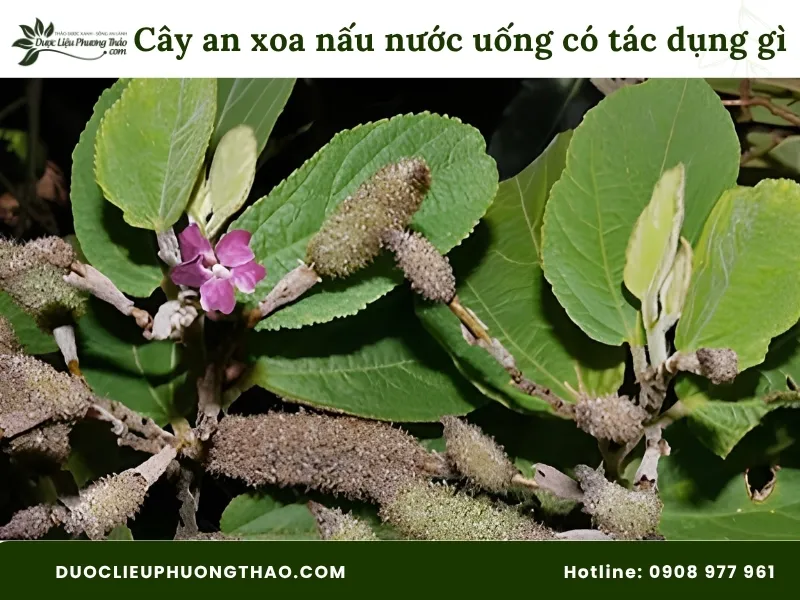 Cây an xoa nấu nước uống có tác dụng gì? 4 Sự thật bất ngờ từ khoa học và dân gian