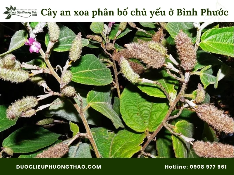 Cây an xoa phân bố chủ yếu là ở Bình Phước 