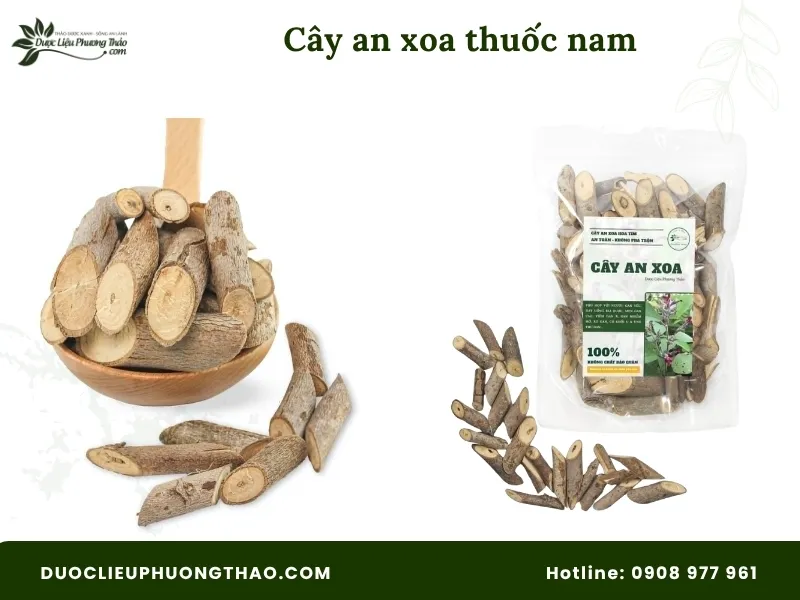 Cây an xoa thuốc nam là gì? Giải đáp chi tiết công dụng, cách dùng và lưu ý quan trọng