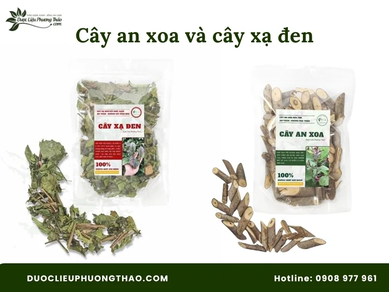 Cây an xoa và cây xạ đen: Công dụng, cách dùng và lưu ý quan trọng trước khi dùng