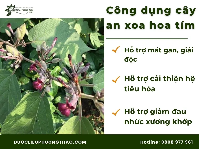 Công dụng cây an xoa hoa tím theo kinh nghiệm dân gian 